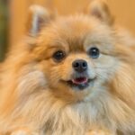 25 Low-Maintenance Dog Breeds of All Sizes for First Time Pet Parents