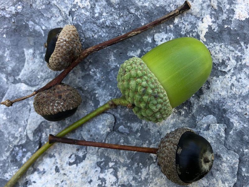 Acorns