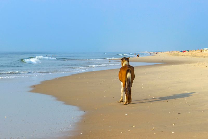 Assateague Island, Maryland