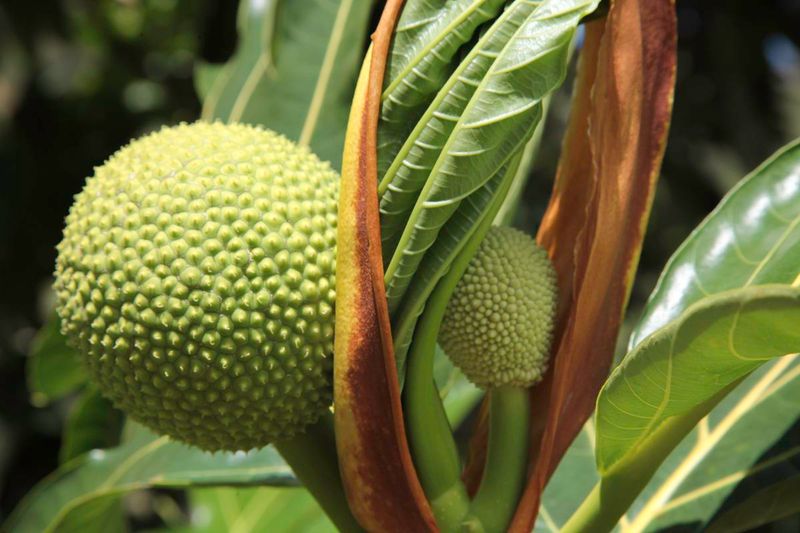 Breadfruit