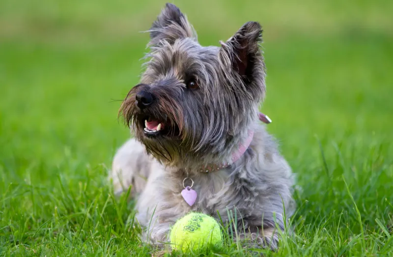 Cairn Terrier