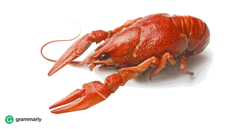 Crawfish vs. Crayfish