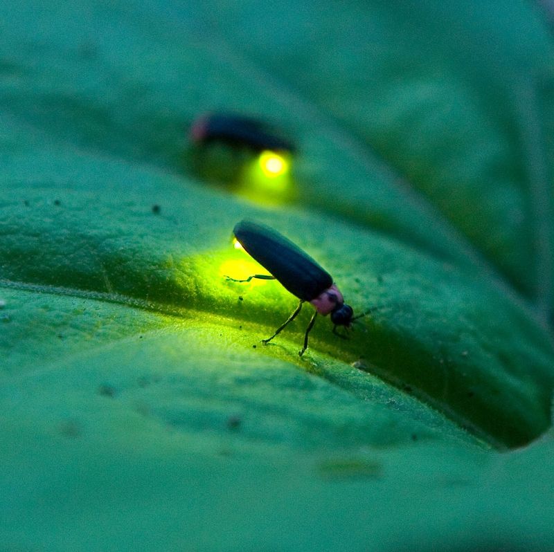 Firefly vs. Lightning Bug