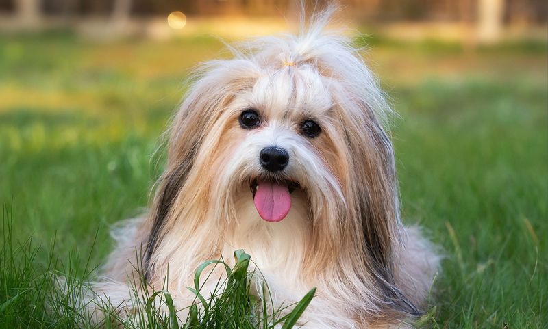 Havanese