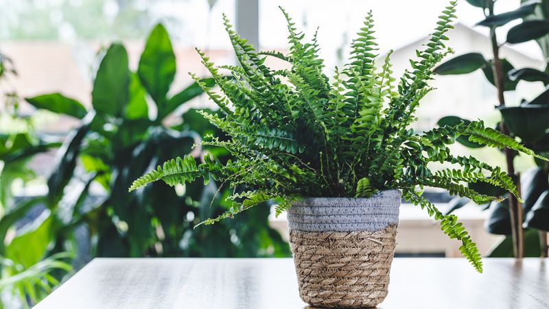 High-Maintenance Plants