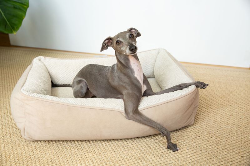 Italian Greyhound