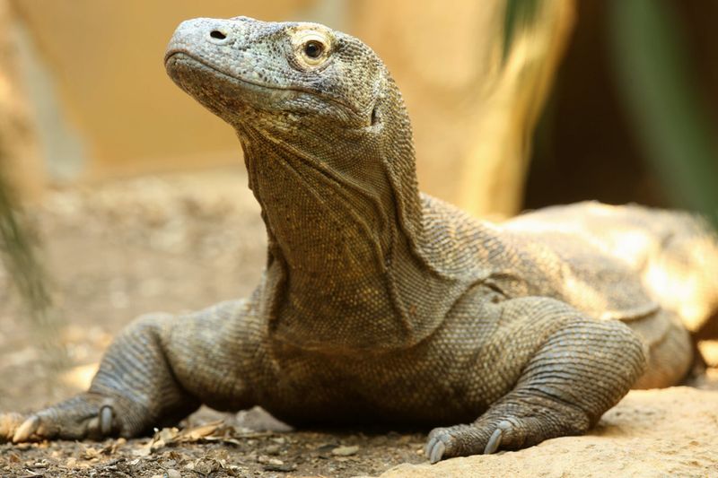 Komodo Dragon