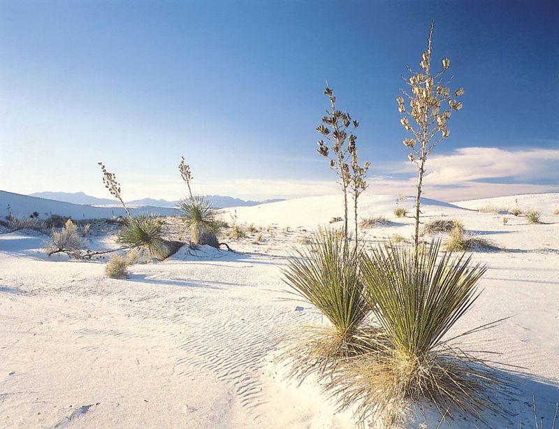 New Mexico's White Sands National Park