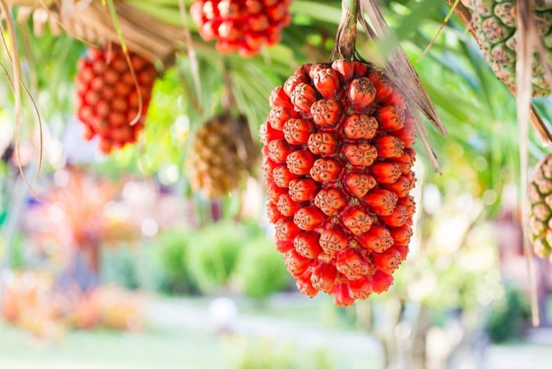 Pandanus Fruit