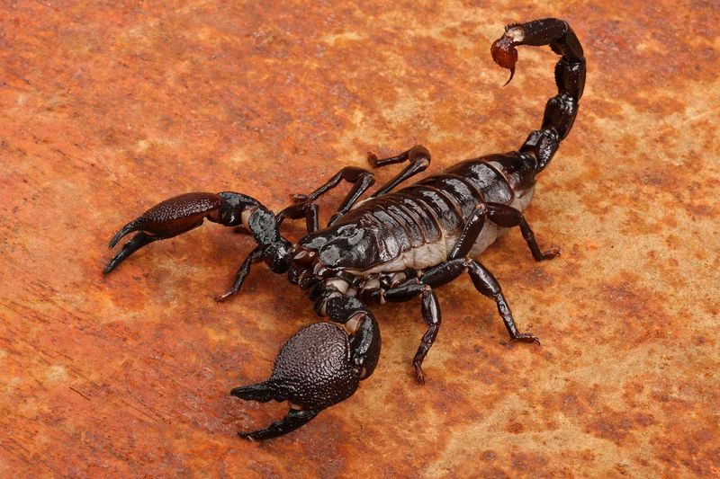 Scorpion