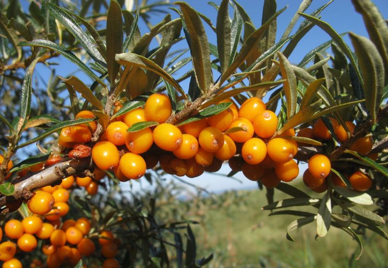 Sea Buckthorn Berries