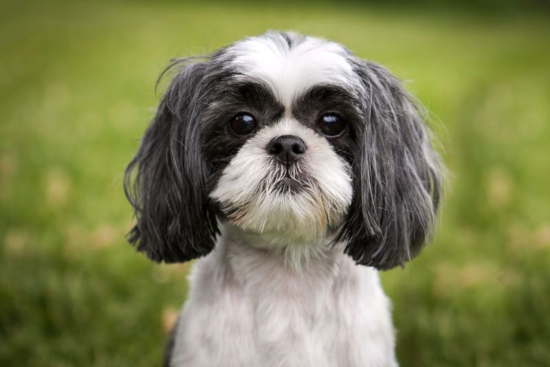 Shih Tzu