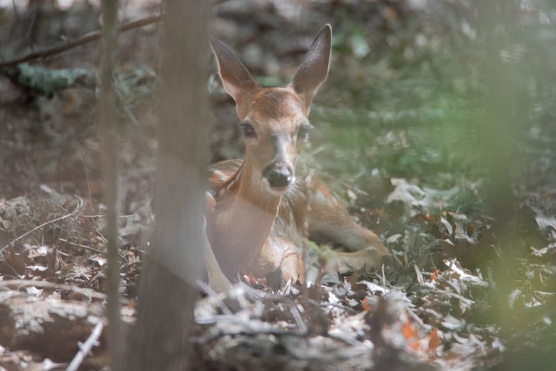 Southern Wildlife