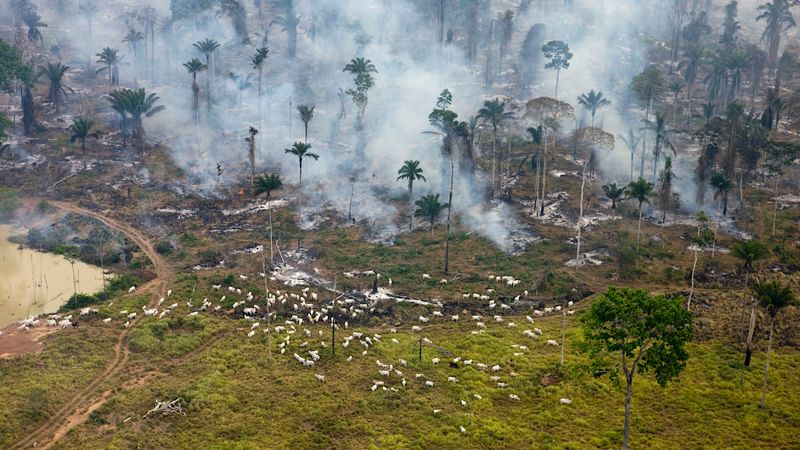 The Amazon Rainforest, Brazil