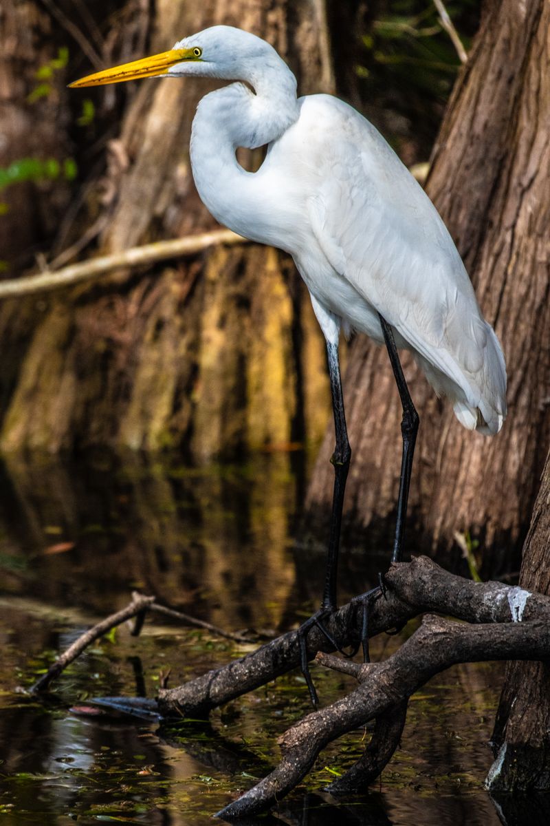 Bird Watching Extravaganza: Everglades National Park, Florida