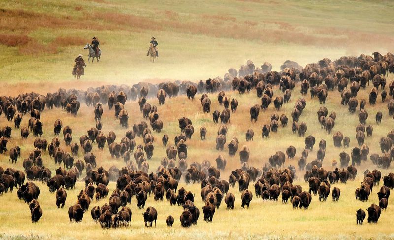 Bison Watching: Custer State Park, South Dakota