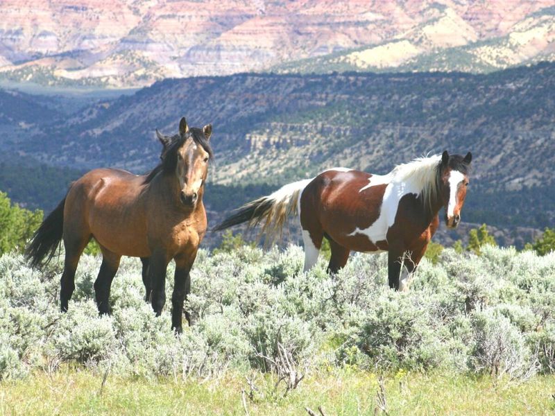 Colorado