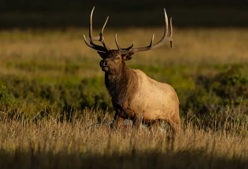 Elk Rut Spectacle: Rocky Mountain National Park, Colorado