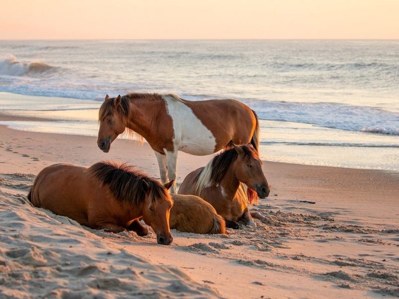 Encounter Wild Horses: Assateague Island, Maryland