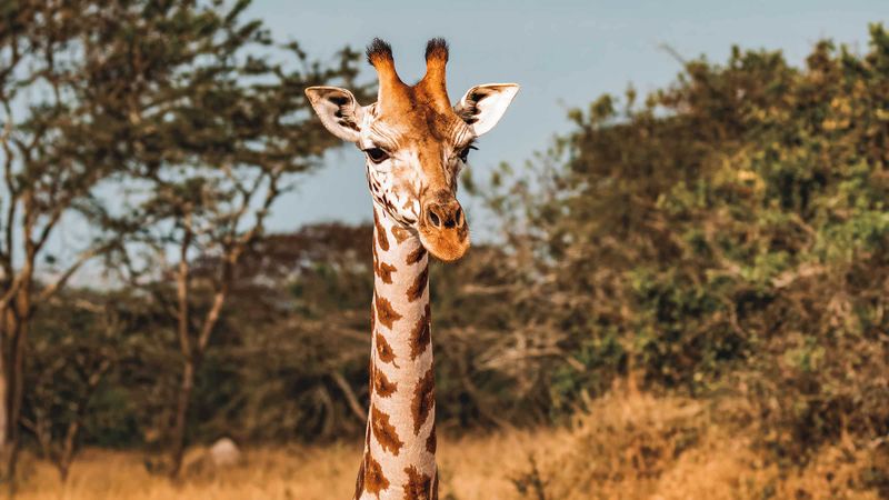 Giraffe