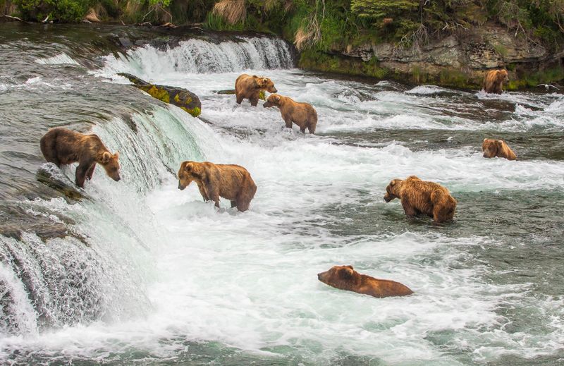 Grizzly Bear Viewing: Katmai National Park, Alaska