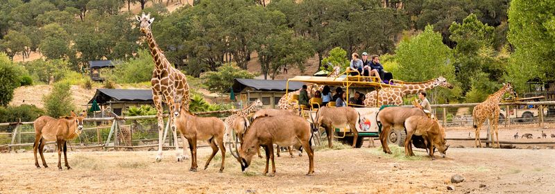 Hand-Feed Giraffes: Safari West, Sonoma, California