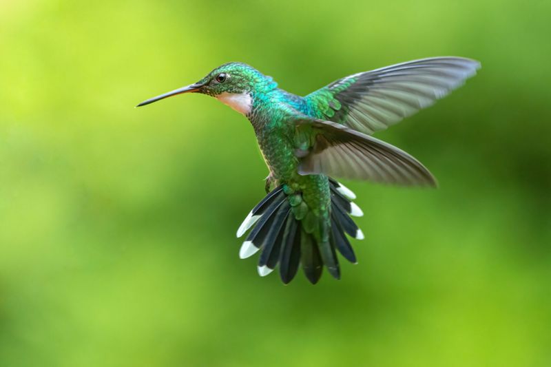 Hummingbird