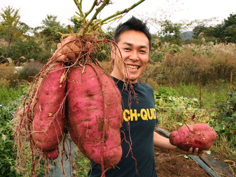 Japanese Genetically Modified Potatoes