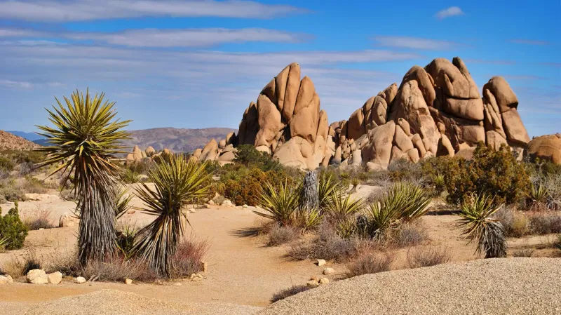 Joshua Tree National Park, California