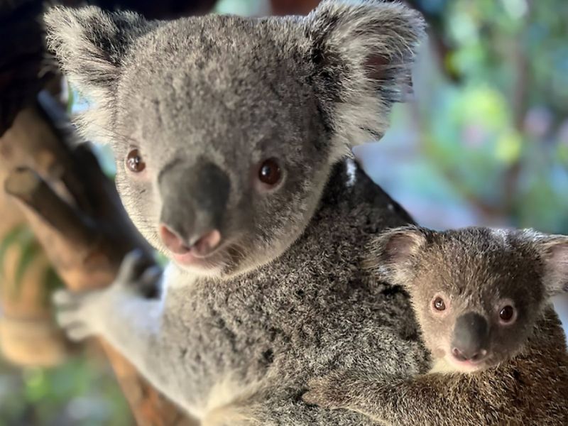 Koala