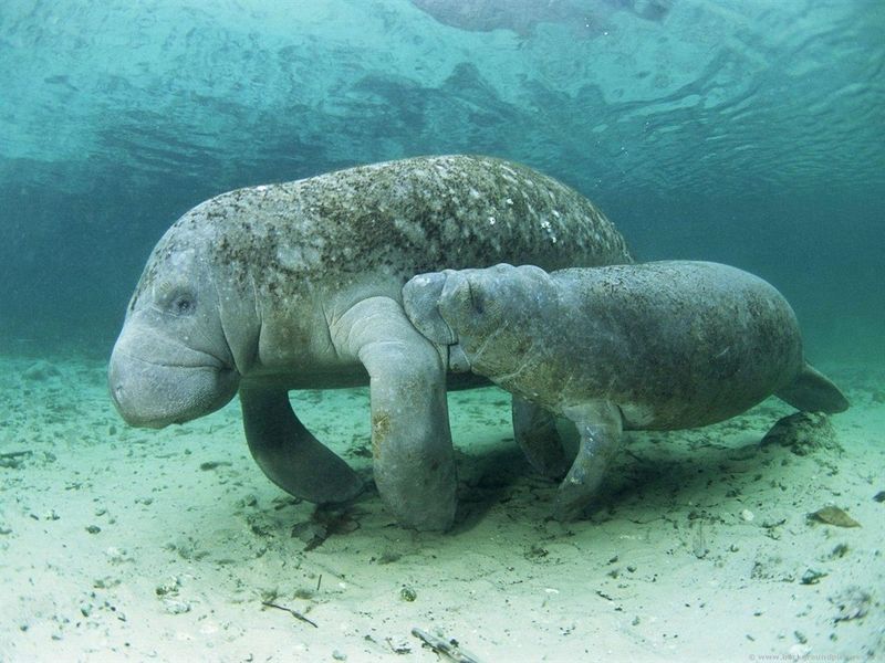 Manatee