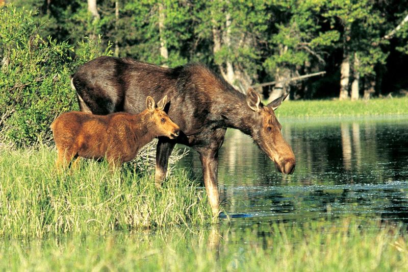 Moose Safari: Grand Teton National Park, Wyoming