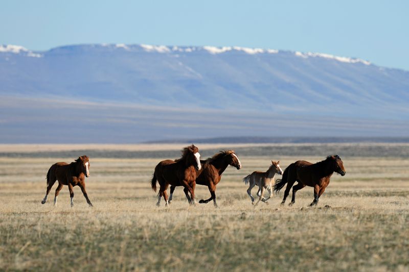 Nevada