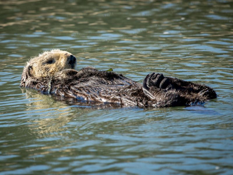 Otter Spotting: Monterey Bay, California