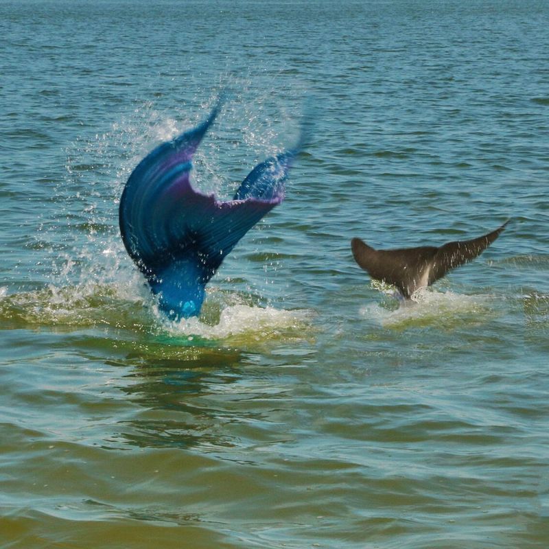 Paddle with Dolphins: Hilton Head Island, South Carolina