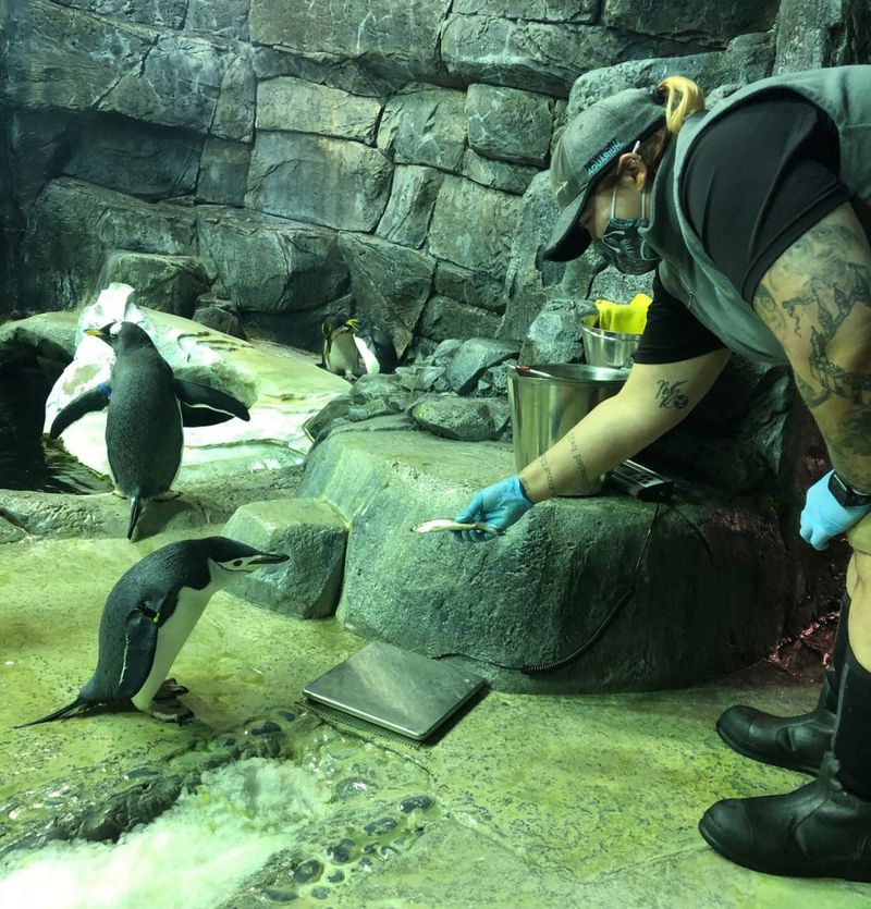 Penguin Parade: Newport Aquarium, Kentucky