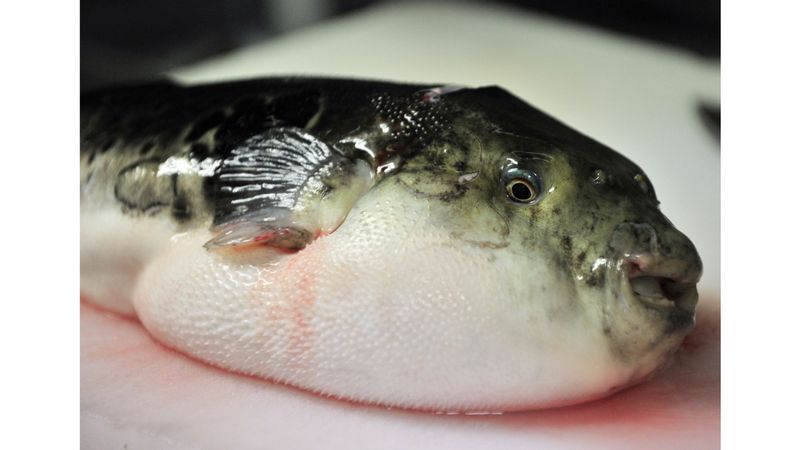 Pufferfish (Fugu)