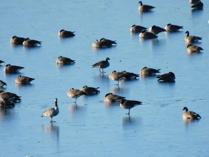 Rich Wildlife Diversity