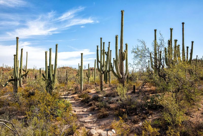 Saguaro National Park, Arizona