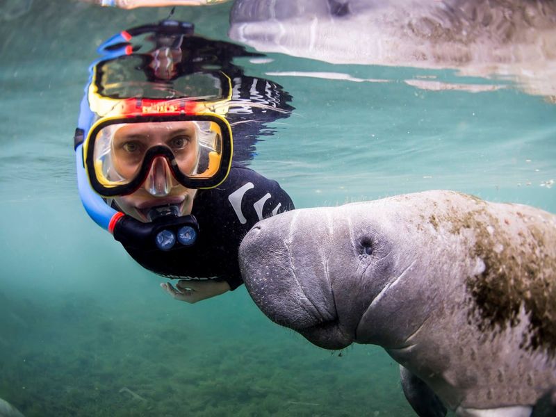 Swim with Manatees: Crystal River, Florida