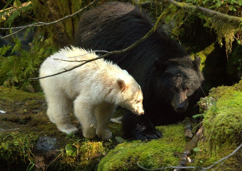 The Enchanting Spirit Bear