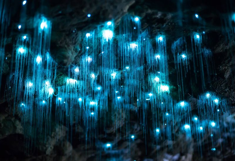 The Glowworm Caves, New Zealand