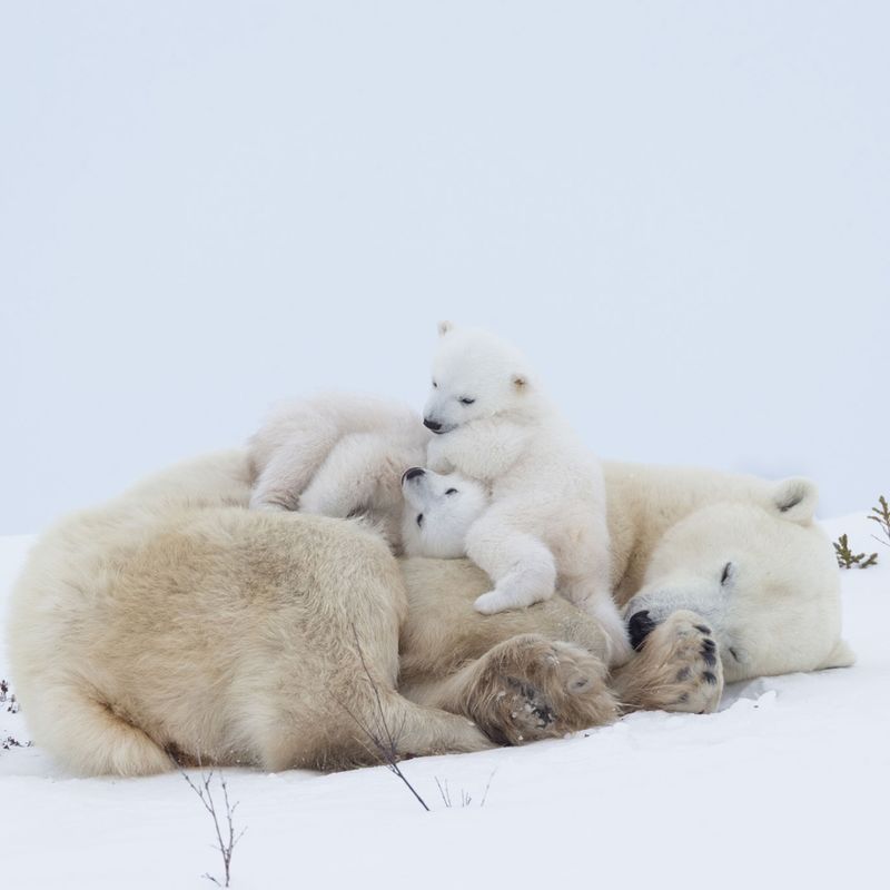 The Little-Known Polar Bear Capital