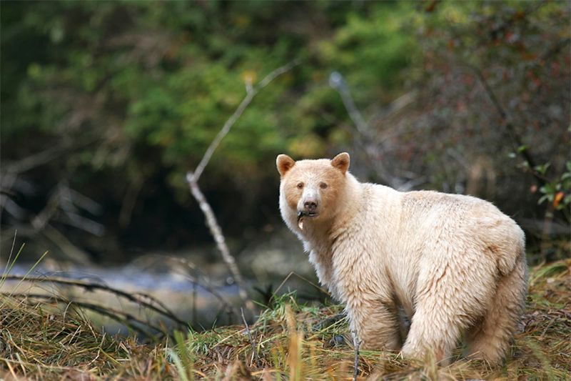 The Rare Spirit Bear of British Columbia