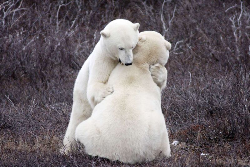 The Remarkable Polar Bear Capital