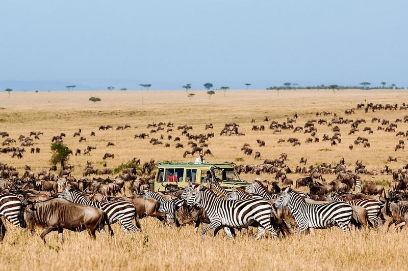 The Serengeti Migration, Tanzania