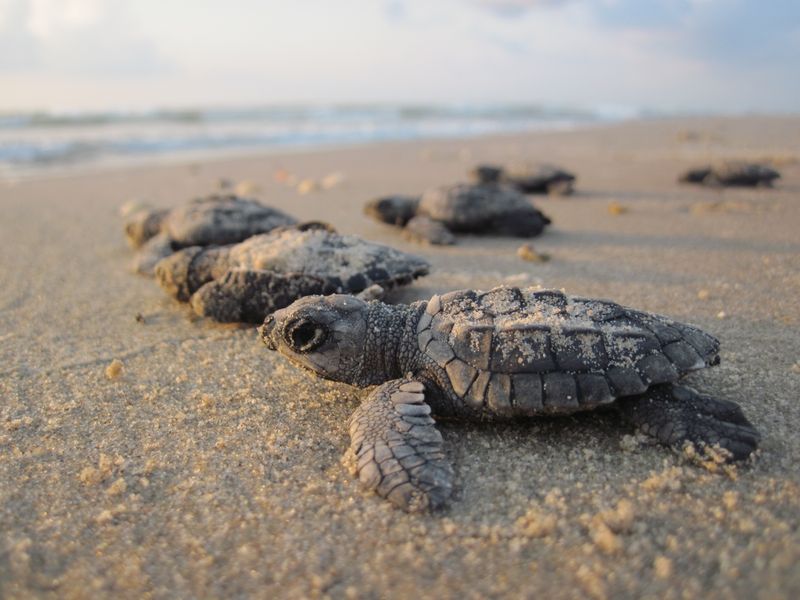 Turtle Hatching: Padre Island National Seashore, Texas