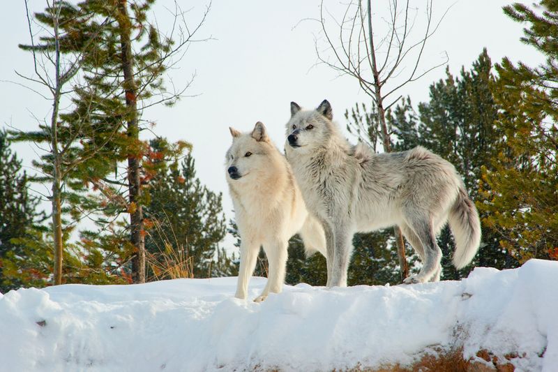 Wolf Watching: Yellowstone National Park, Wyoming