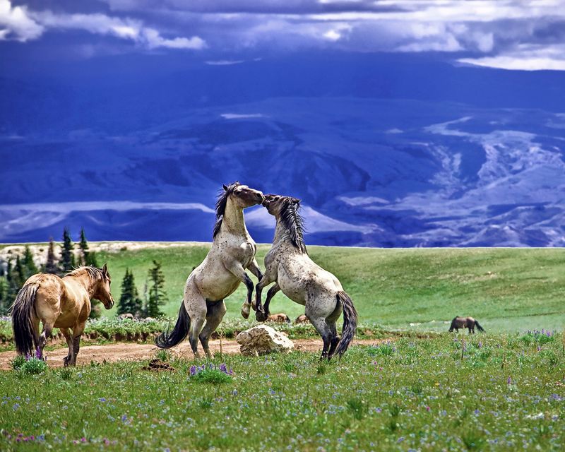 Wyoming